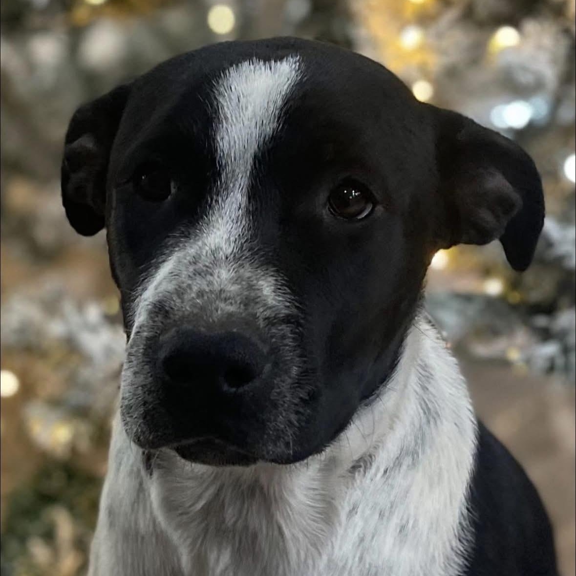 Enlarge Alfalfa, a Adoptable mixed breed in Lodi, CA image 4/5