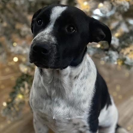 Enlarge Alfalfa, a Adoptable mixed breed in Lodi, CA image 3/5