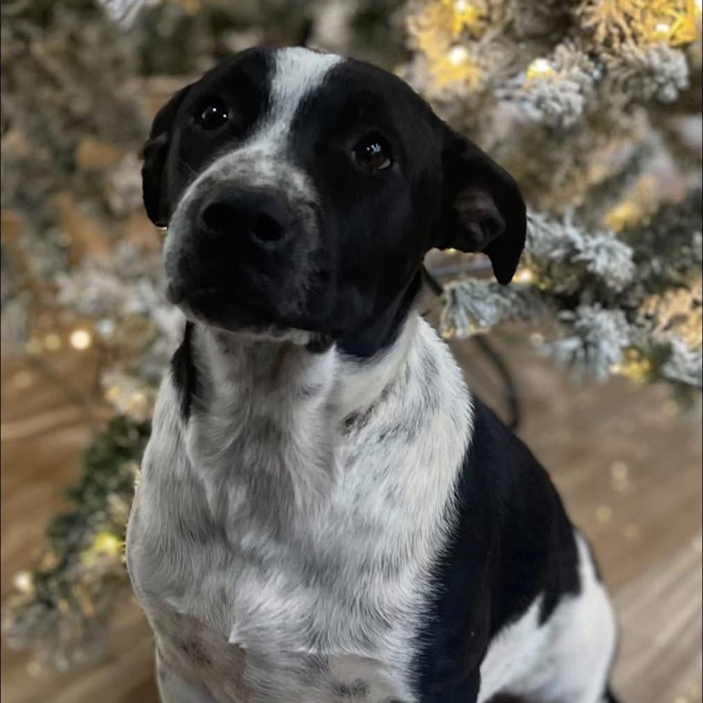 Enlarge Alfalfa, a Adoptable mixed breed in Lodi, CA image 2/5