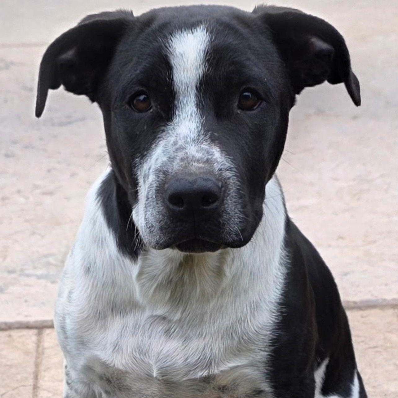 Enlarge Alfalfa, a Adoptable mixed breed in Lodi, CA image 1/5