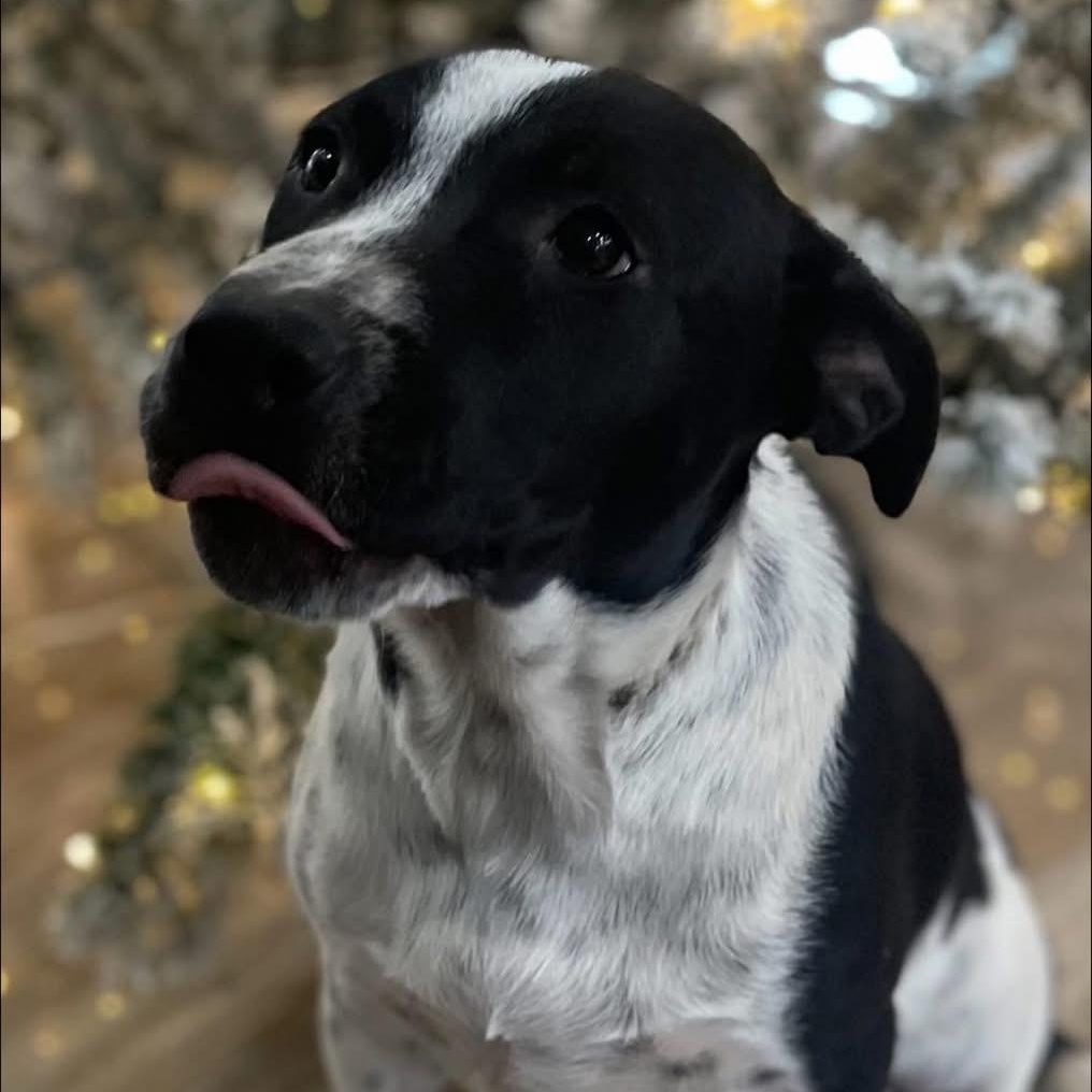 Enlarge Alfalfa, a Adoptable mixed breed in Lodi, CA image 5/5