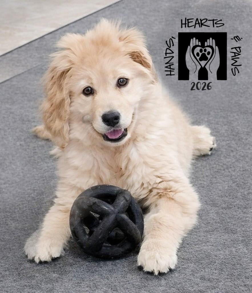 Enlarge HatTrick, an adoptable Golden Retriever in Omaha, NE image 5/6