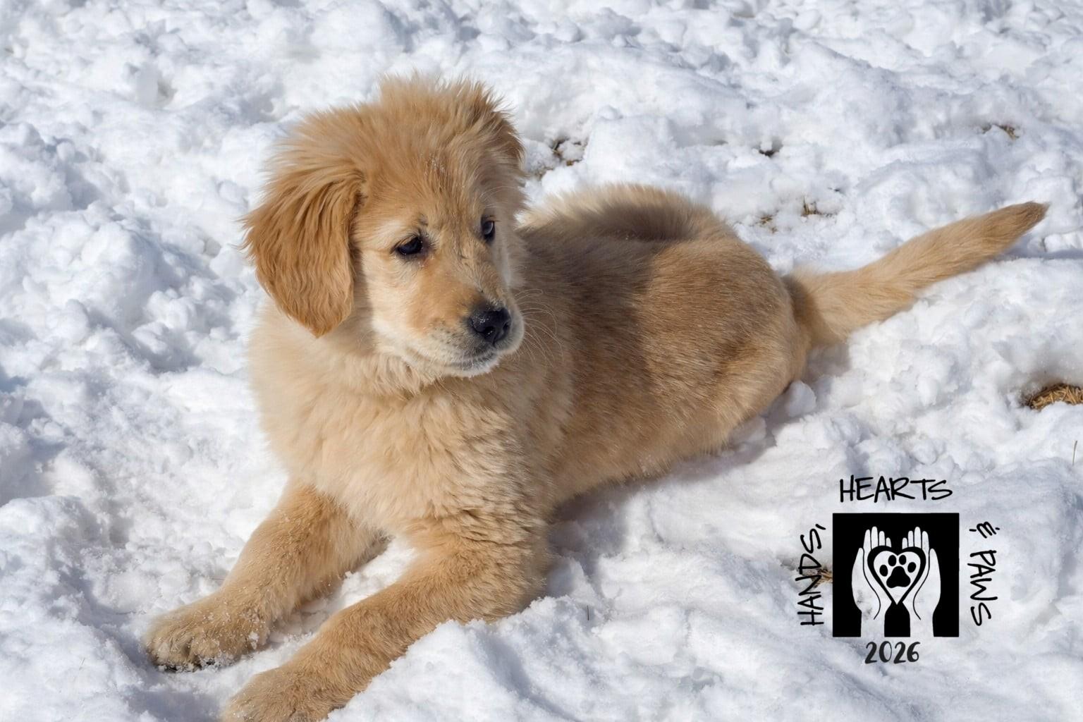 Enlarge HatTrick, an adoptable Golden Retriever in Omaha, NE image 4/6