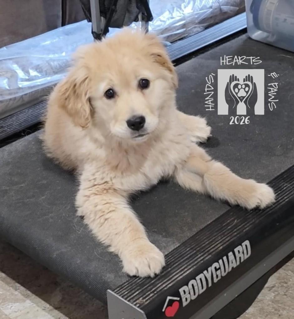 Enlarge HatTrick, an adoptable Golden Retriever in Omaha, NE image 6/6