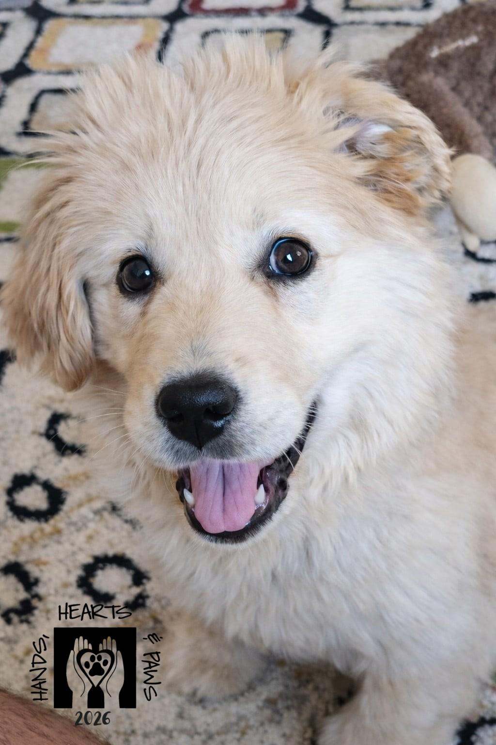 Enlarge HatTrick, an adoptable Golden Retriever in Omaha, NE image 2/6
