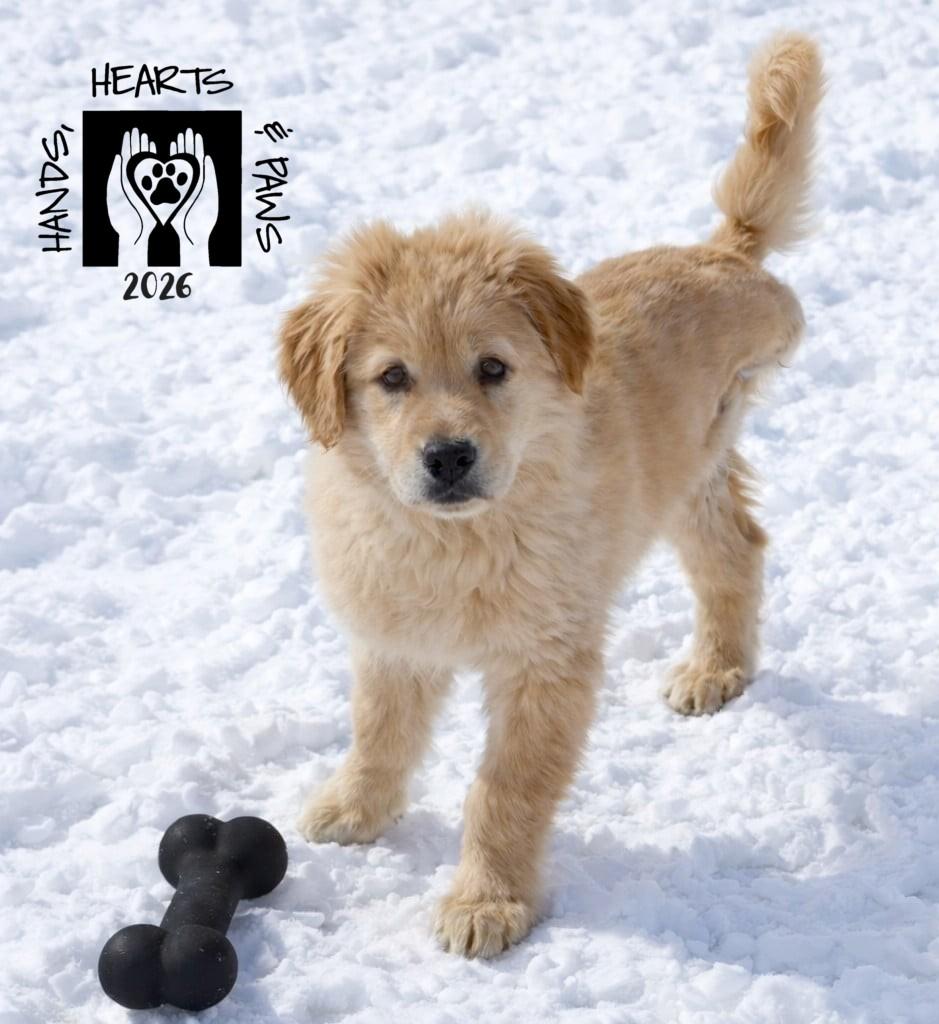 Enlarge HatTrick, an adoptable Golden Retriever in Omaha, NE image 1/6