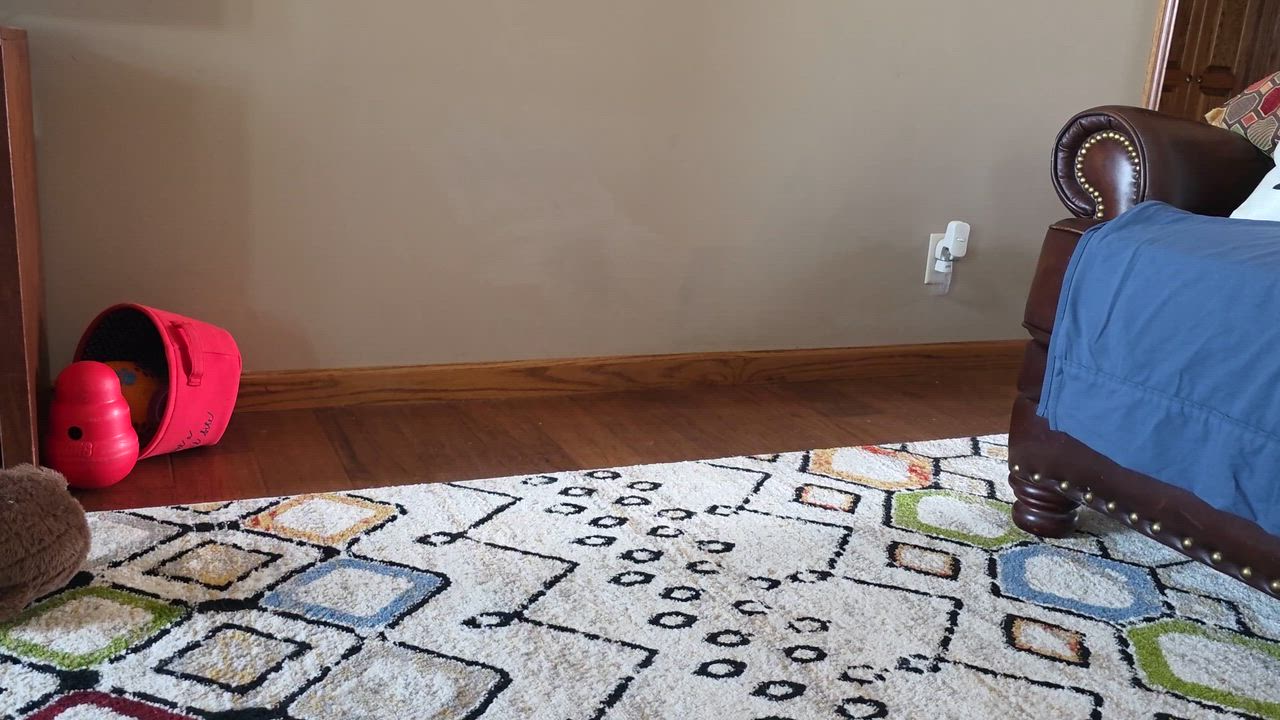 Enlarge HatTrick, an adoptable Golden Retriever in Omaha, NE video 3/6