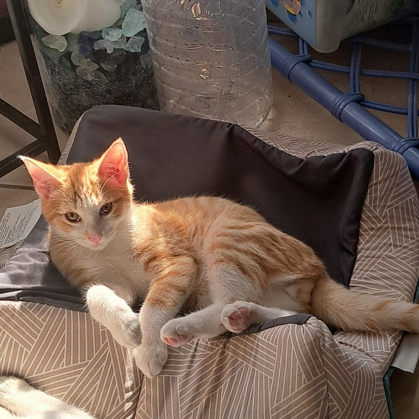 Enlarge Carmel(F), Cookie(F), and Cheesecake(M), a ADOPTABLE Domestic Short Hair in Bonita Springs, FL image 1/5