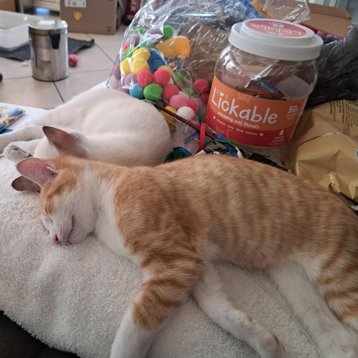 Enlarge Carmel(F), Cookie(F), and Cheesecake(M), a ADOPTABLE Domestic Short Hair in Bonita Springs, FL image 4/5