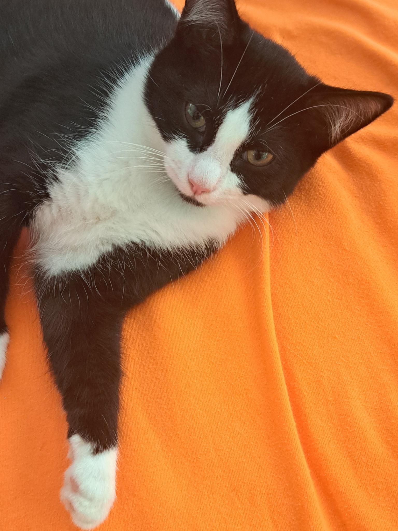 Enlarge Carmel(F), Cookie(F), and Cheesecake(M), a ADOPTABLE Domestic Short Hair in Bonita Springs, FL image 2/5