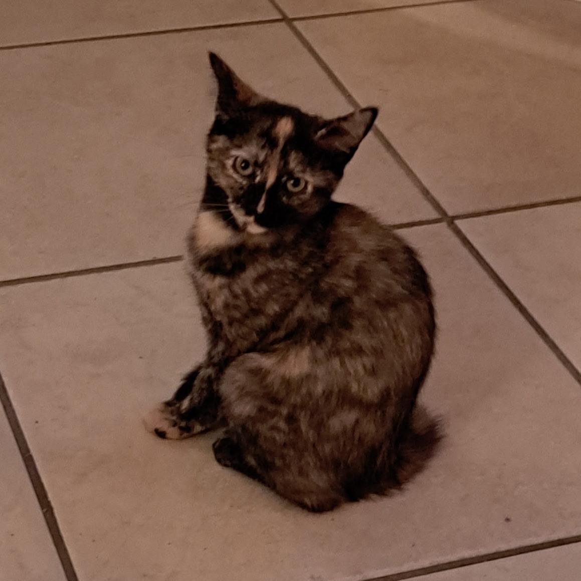 Enlarge Carmel(F), Cookie(F), and Cheesecake(M), a ADOPTABLE Domestic Short Hair in Bonita Springs, FL image 5/5