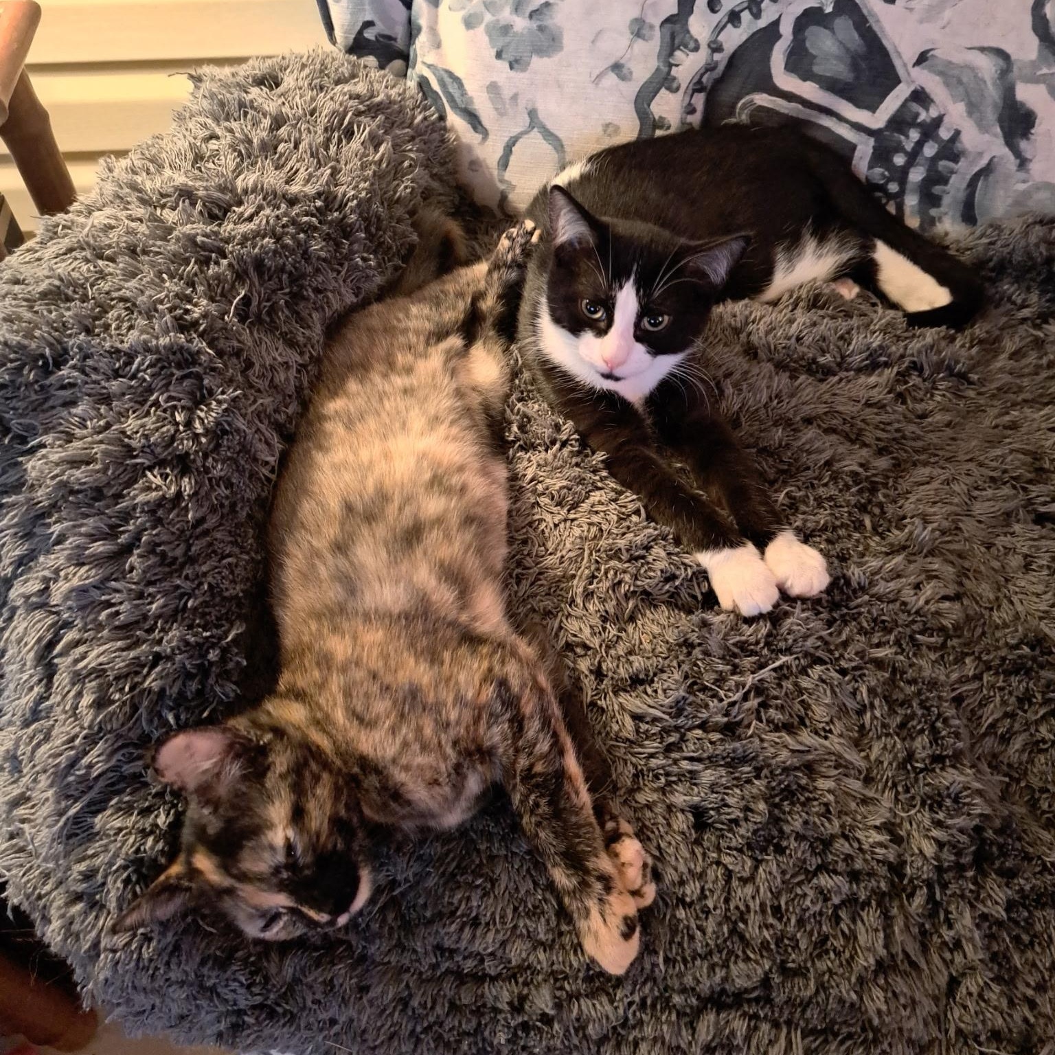 Enlarge Carmel(F), Cookie(F), and Cheesecake(M), a ADOPTABLE Domestic Short Hair in Bonita Springs, FL image 3/5