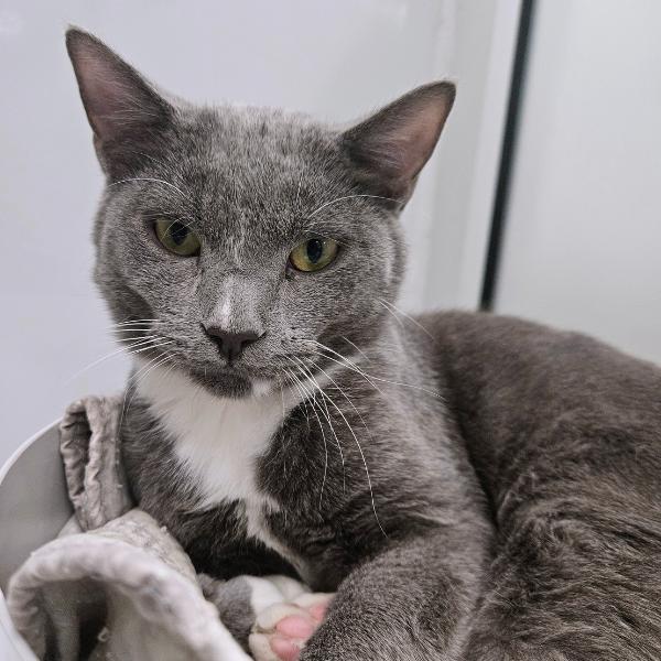 Cecilia, Adoptable, Young Female Domestic Short Hair.