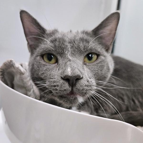 Cecilia, a Adoptable mixed breed in Des Moines, IA image 2/6