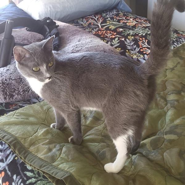 Cecilia, a Adoptable mixed breed in Des Moines, IA image 3/6