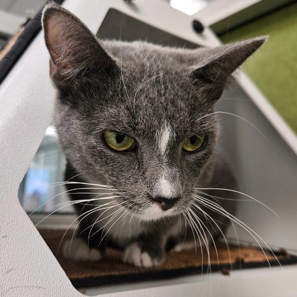 Cecilia, a Adoptable mixed breed in Des Moines, IA image 4/6