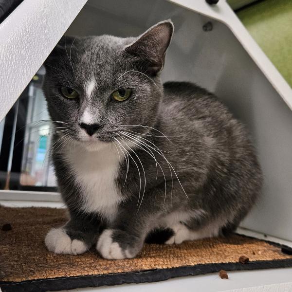 Cecilia, a Adoptable mixed breed in Des Moines, IA image 5/6