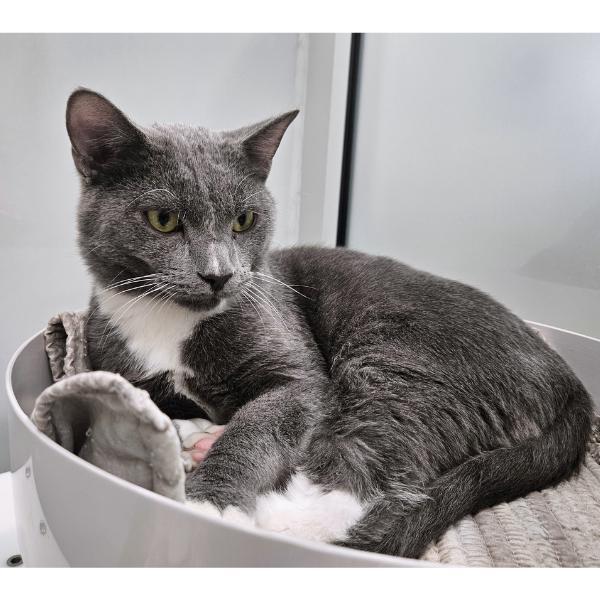 Cecilia, a Adoptable mixed breed in Des Moines, IA image 6/6