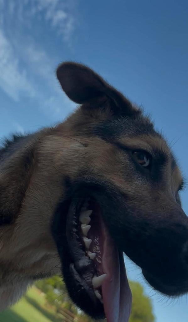 Bird, Adoptable, Puppy Female German Shepherd Dog.