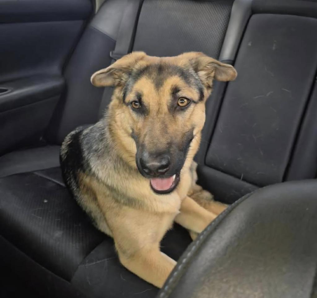 Enlarge Bird, a Adoptable German Shepherd Dog in Mustang, OK image 2/2