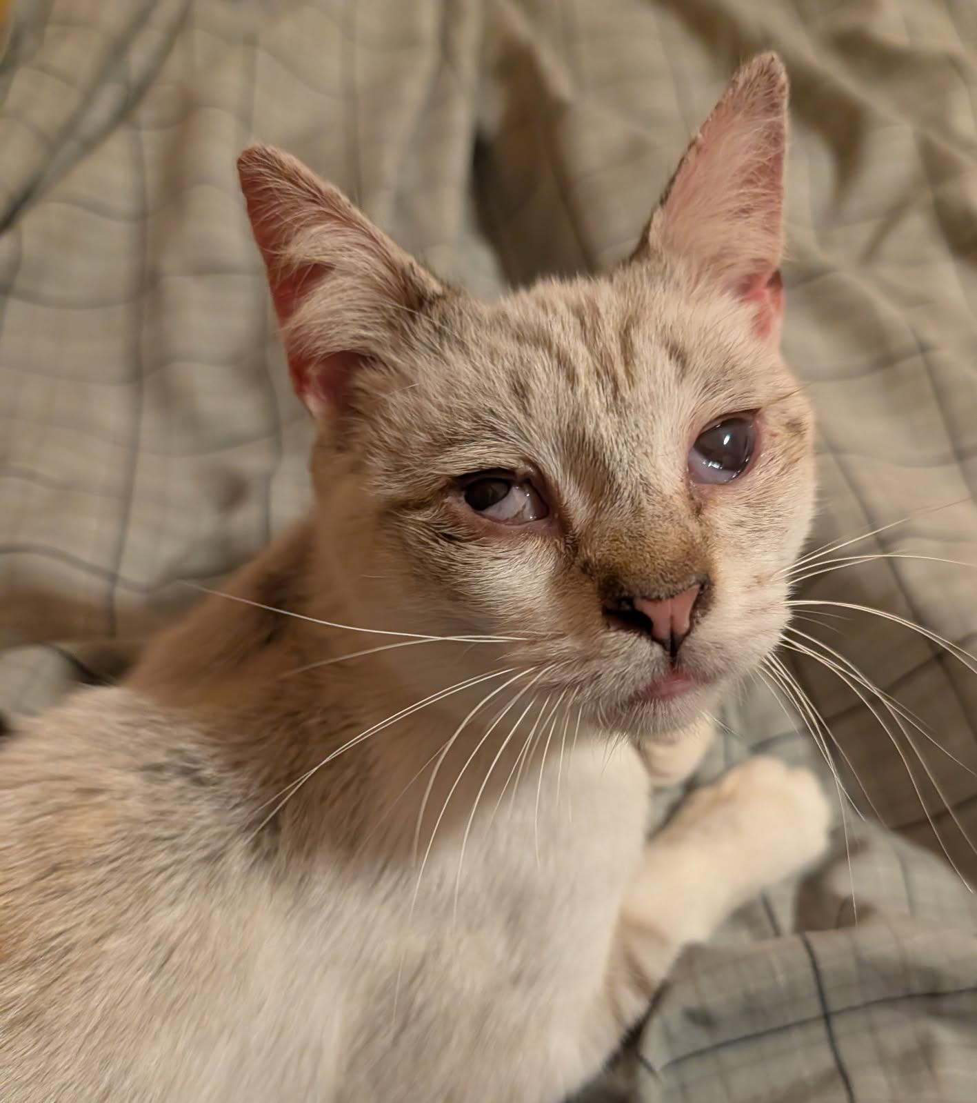 Theo, a Adoptable mixed breed in Yardley, PA image 6/6