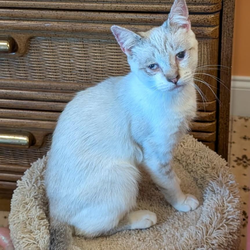 Theo, Adoptable, Young Male Domestic Short Hair & Siamese.