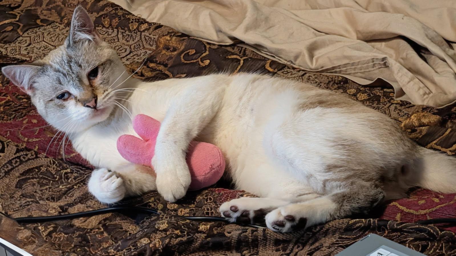 Theo, a Adoptable mixed breed in Yardley, PA image 3/6