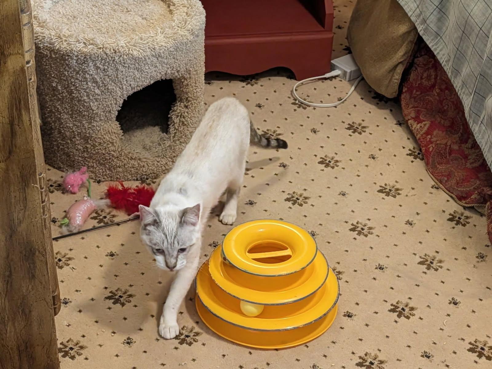 Theo, a Adoptable mixed breed in Yardley, PA image 5/6