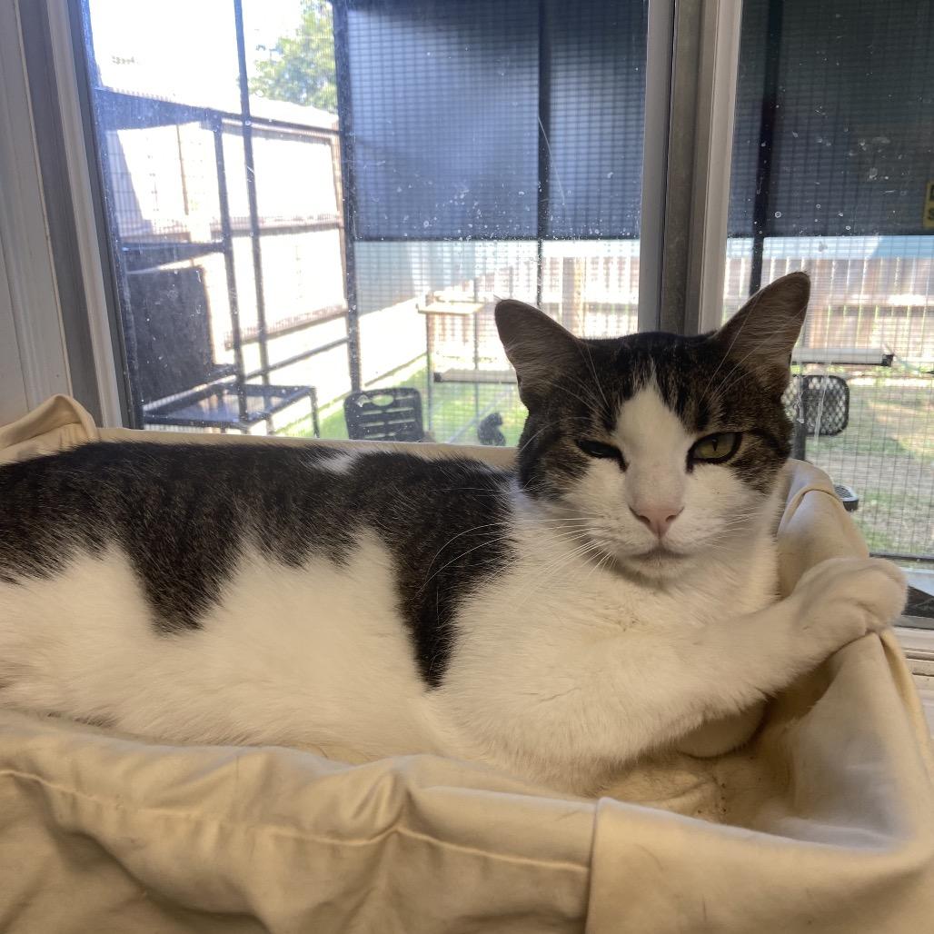 Smudge, Adoptable, Adult Male Domestic Short Hair.