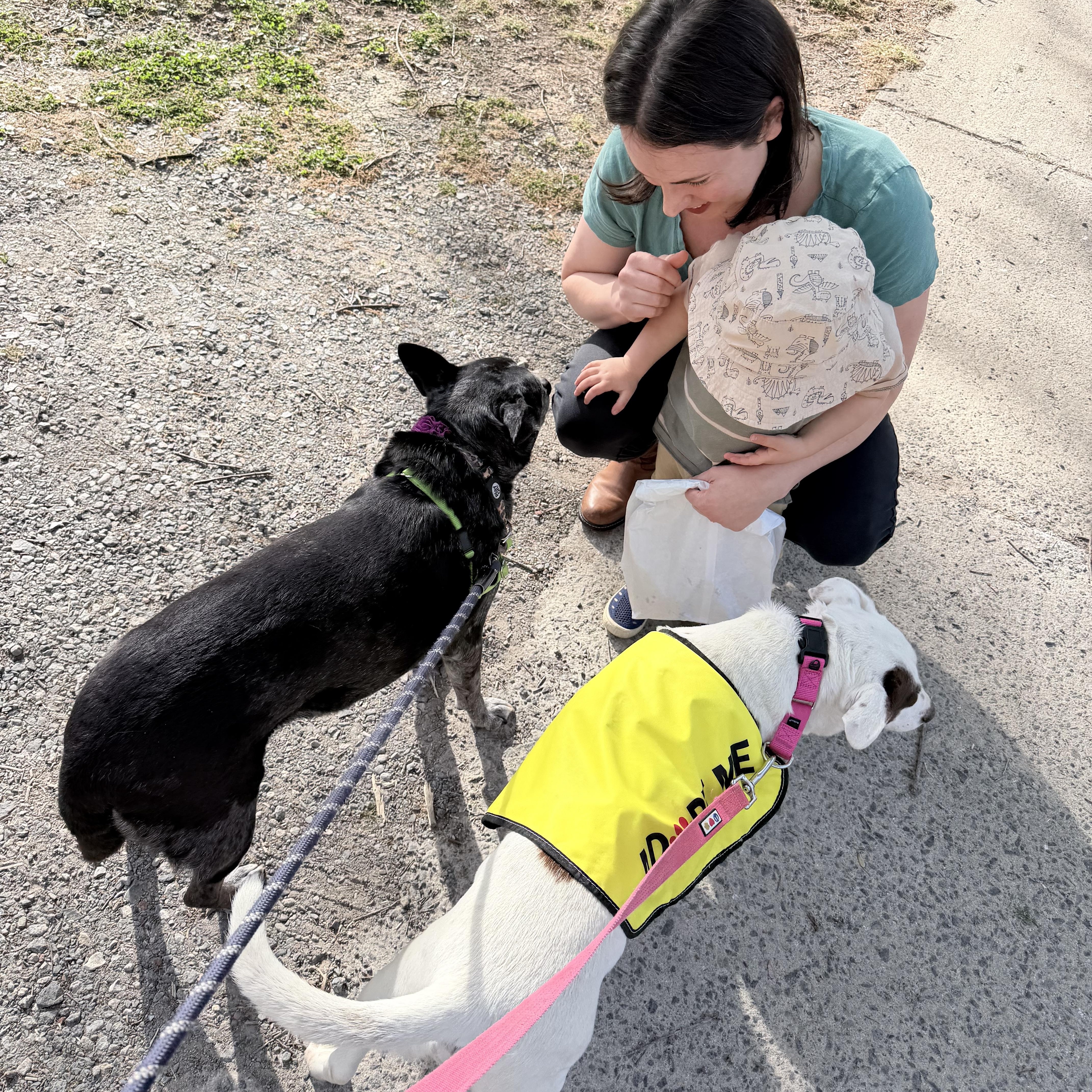 Enlarge Clarabelle, a ADOPTABLE mixed breed in High Point, NC image 5/6
