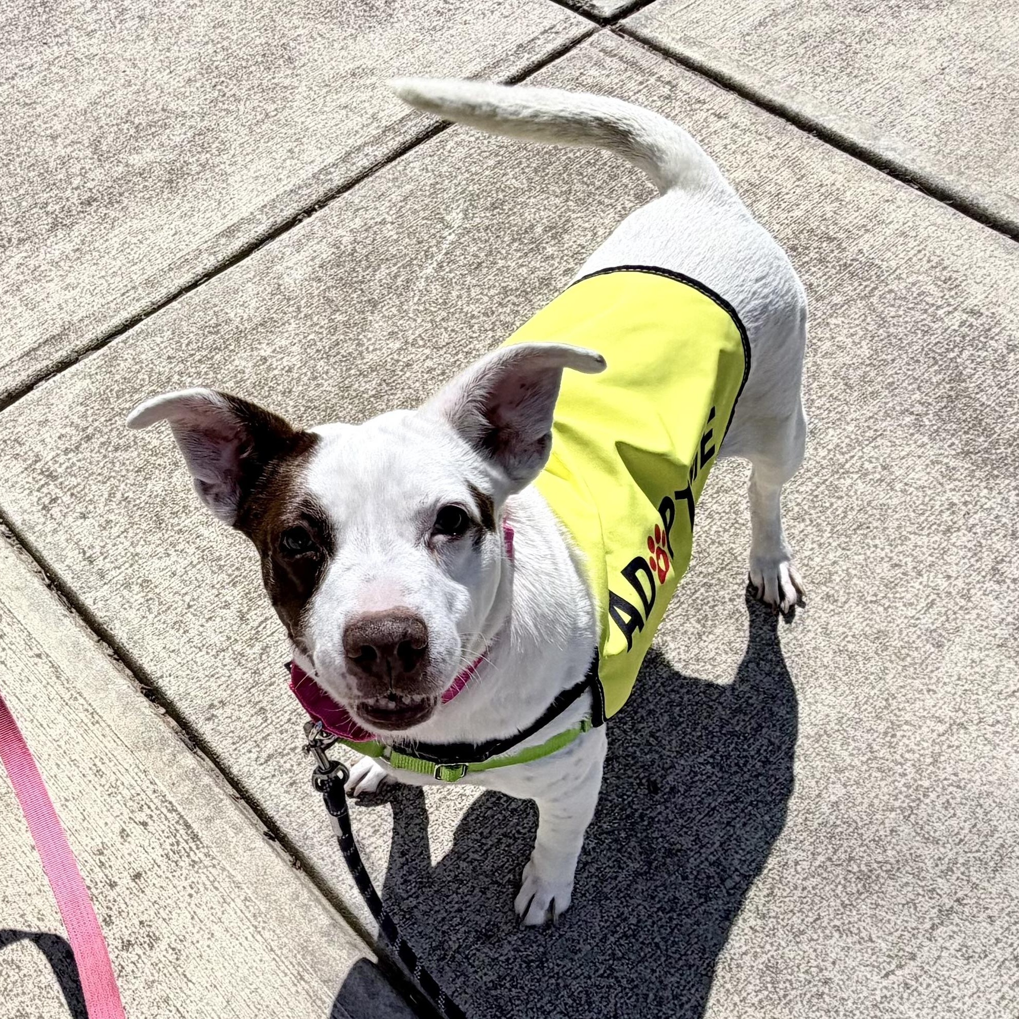 Enlarge Clarabelle, a ADOPTABLE mixed breed in High Point, NC image 1/6