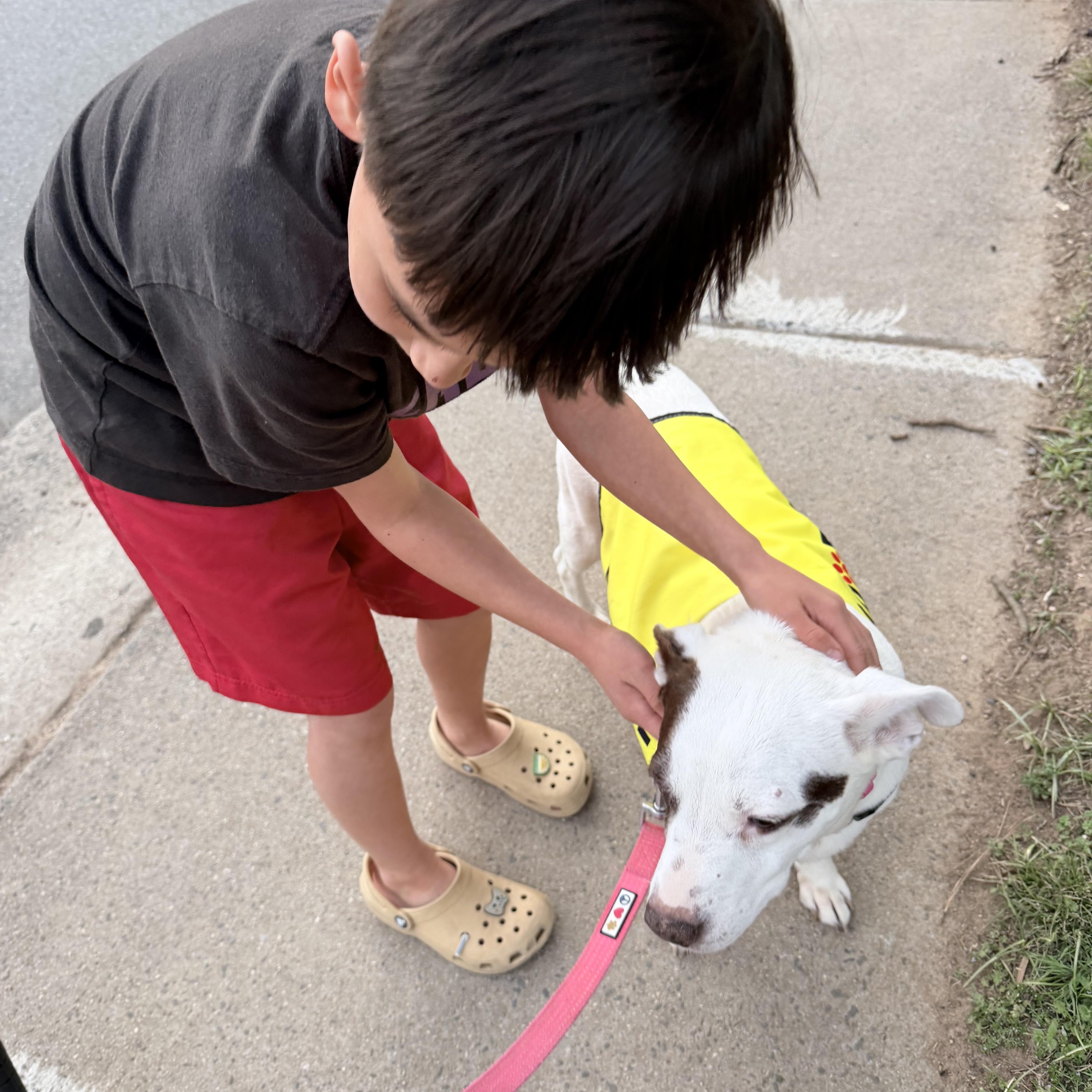 Enlarge Clarabelle, a ADOPTABLE mixed breed in High Point, NC image 3/6
