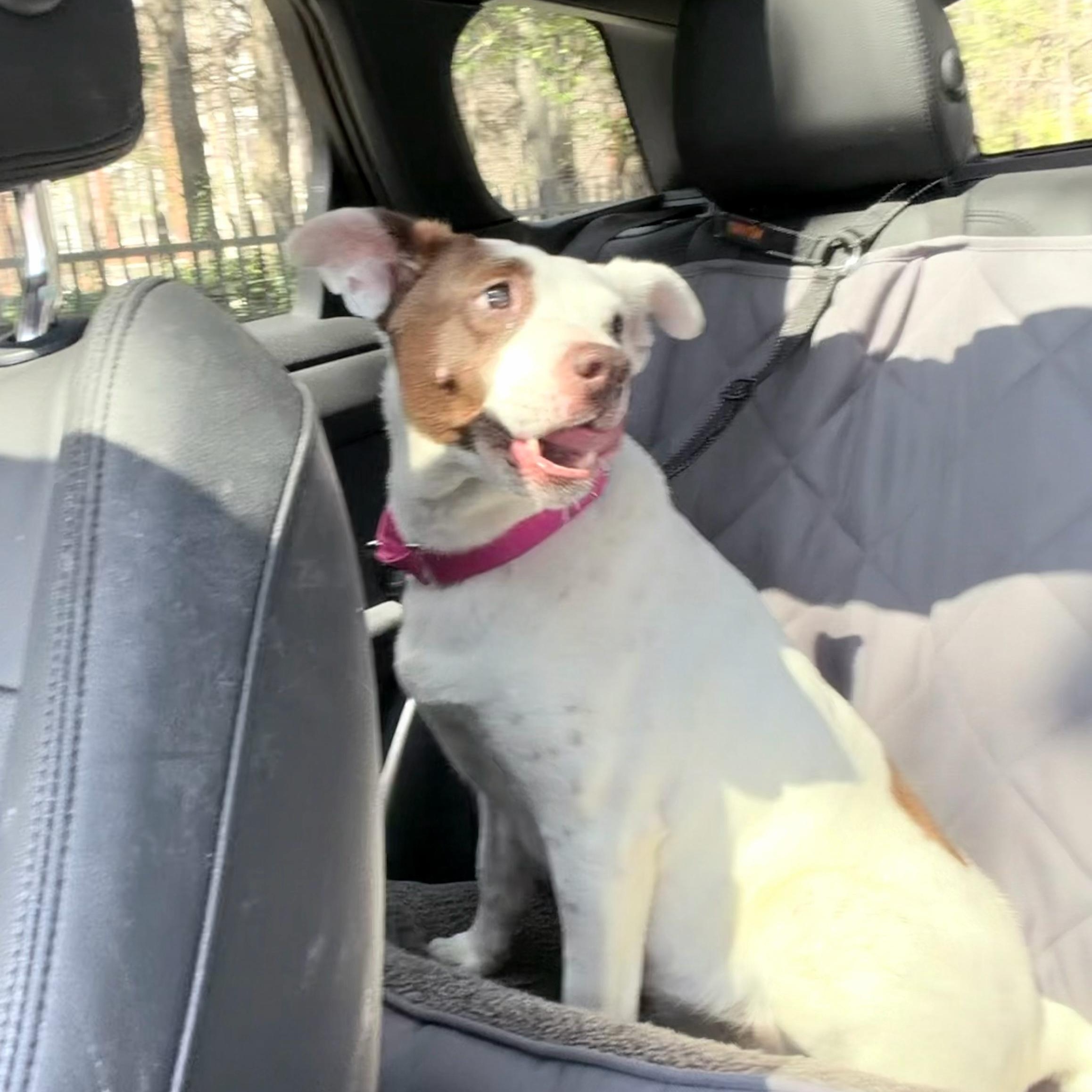 Enlarge Clarabelle, a ADOPTABLE mixed breed in High Point, NC image 2/6