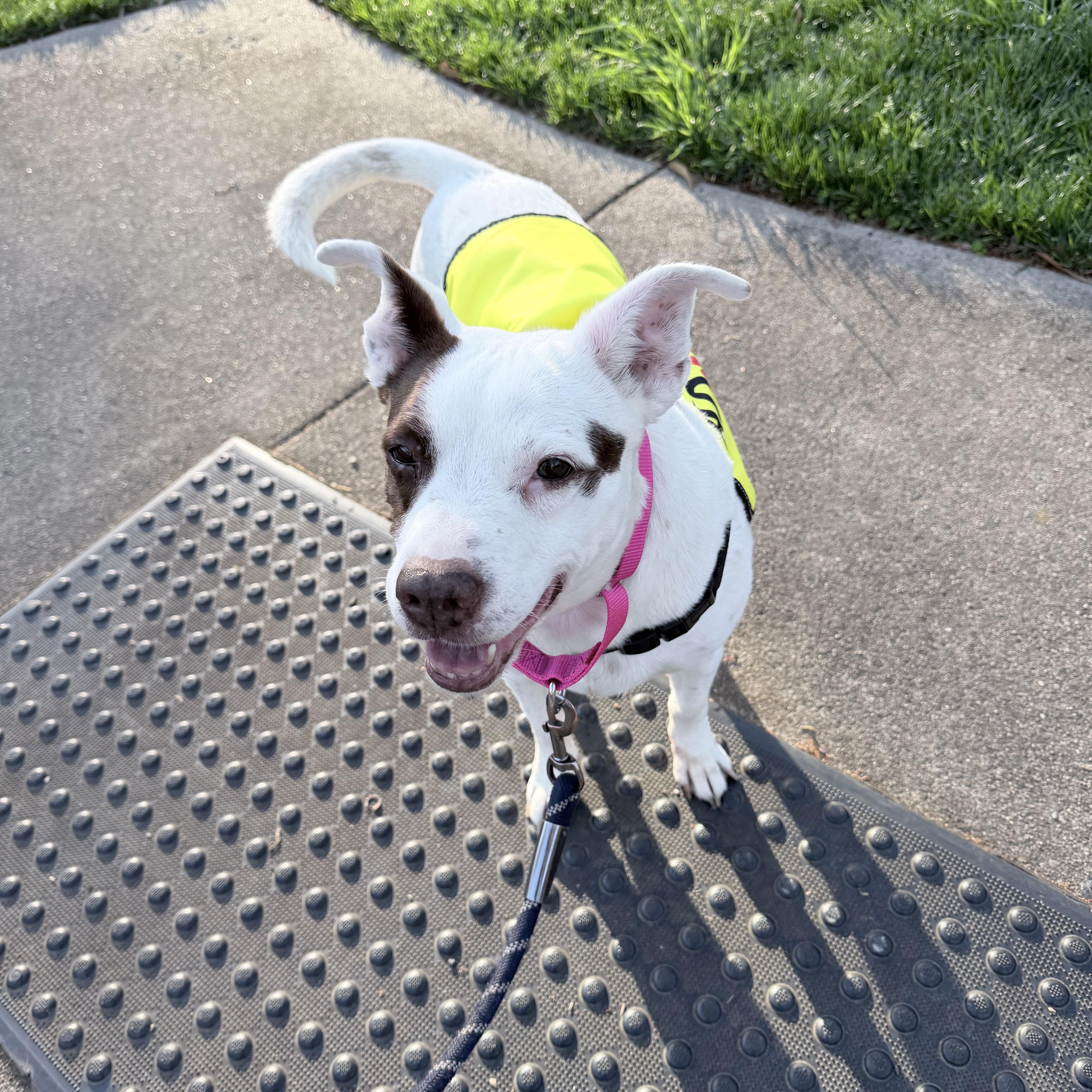 Enlarge Clarabelle, a ADOPTABLE mixed breed in High Point, NC image 4/6