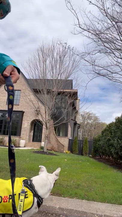 Enlarge Clarabelle, a ADOPTABLE mixed breed in High Point, NC video 6/6