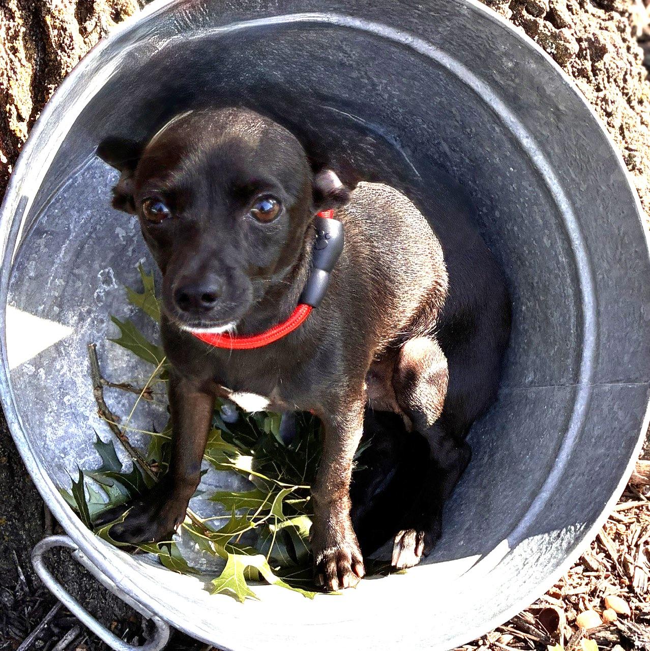 Enlarge CASPER, a Adopted mixed breed in fort worth, TX image 1/6