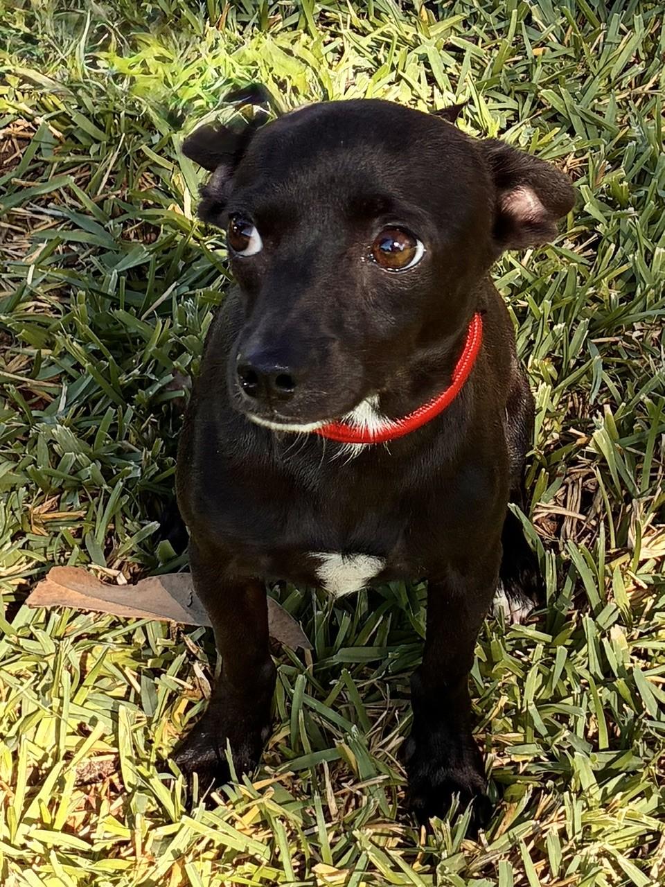 Enlarge CASPER, a Adopted mixed breed in fort worth, TX image 6/6