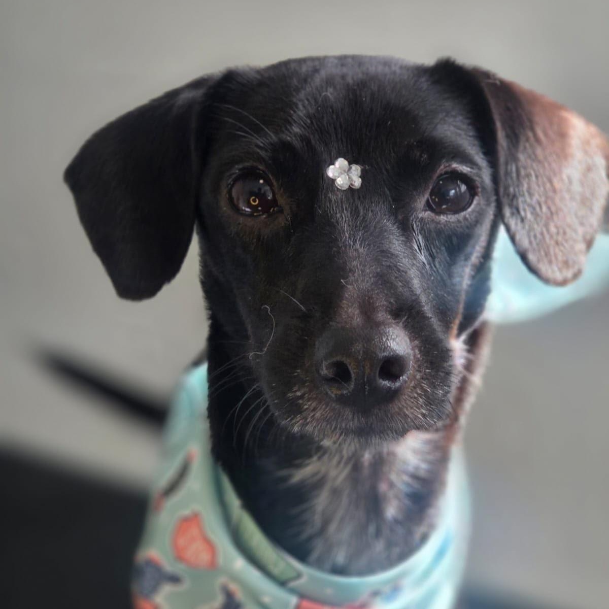 Enlarge Penelope, a Adoptable mixed breed in Lyndeborough, NH image 1/4