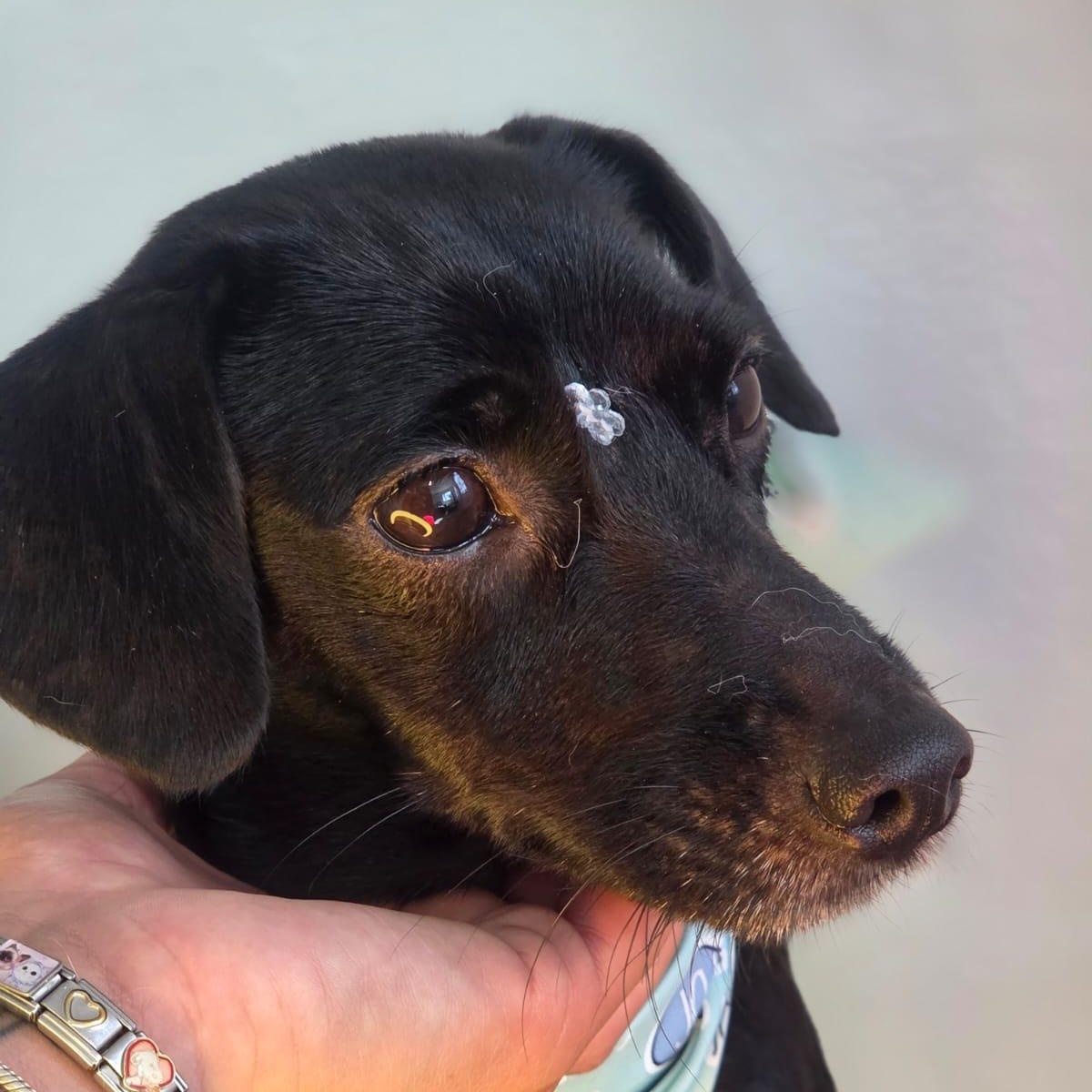 Enlarge Penelope, a Adoptable mixed breed in Lyndeborough, NH image 2/4