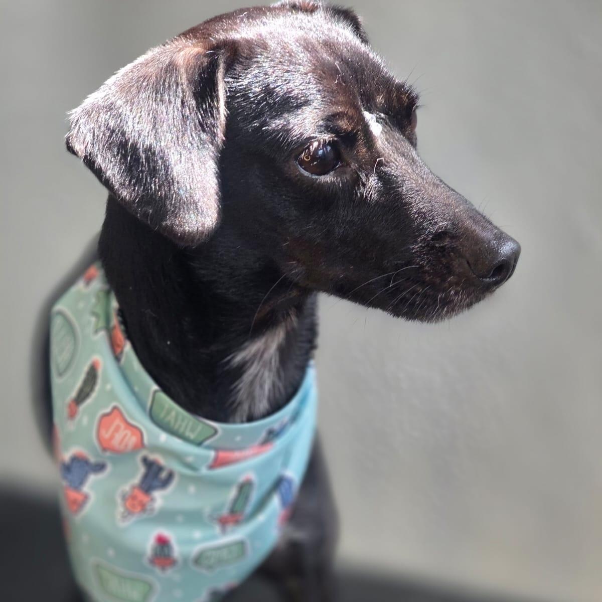 Enlarge Penelope, a Adoptable mixed breed in Lyndeborough, NH image 4/4