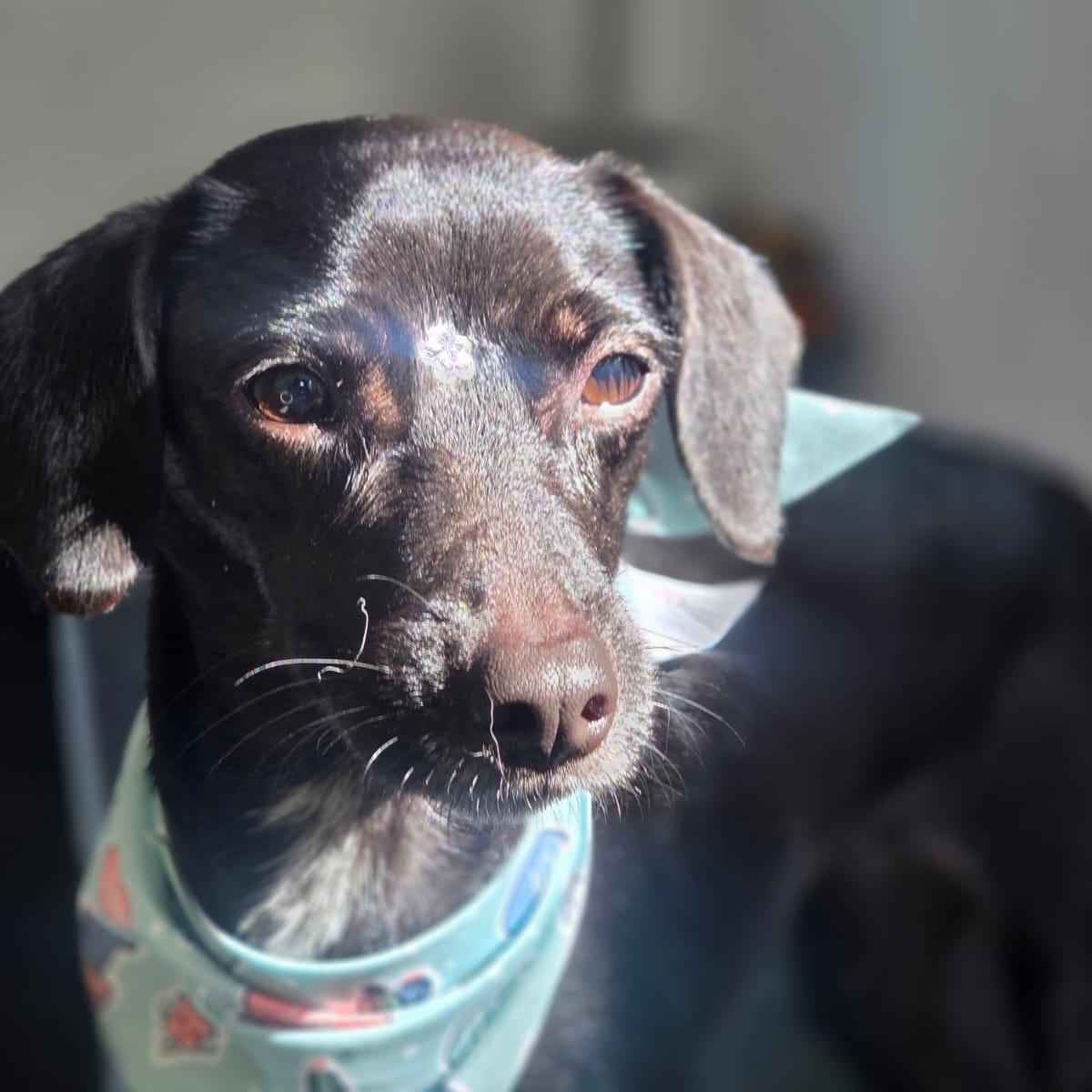 Enlarge Penelope, a Adoptable mixed breed in Lyndeborough, NH image 3/4