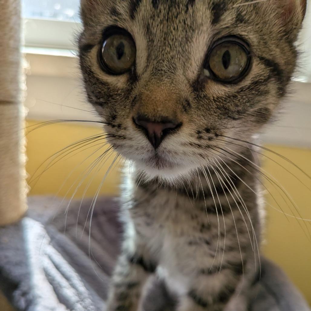 Sugar, a Adoptable Domestic Short Hair in Cathlamet, WA image 1/5