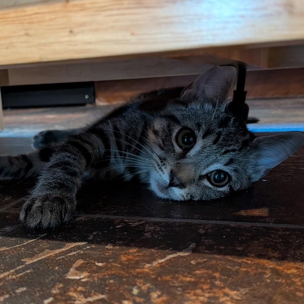 Sugar, a Adoptable Domestic Short Hair in Cathlamet, WA image 2/5