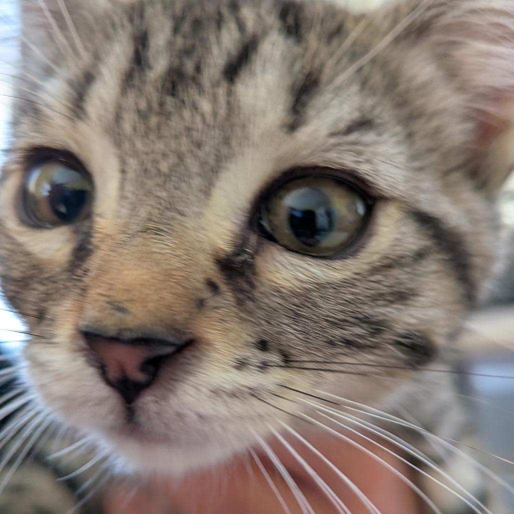 Sugar, a Adoptable Domestic Short Hair in Cathlamet, WA image 3/5