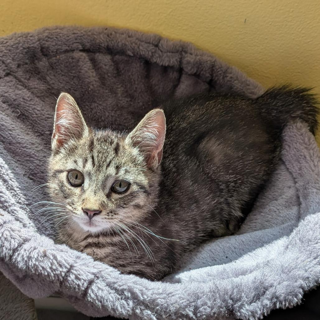 Sugar, a Adoptable Domestic Short Hair in Cathlamet, WA image 4/5