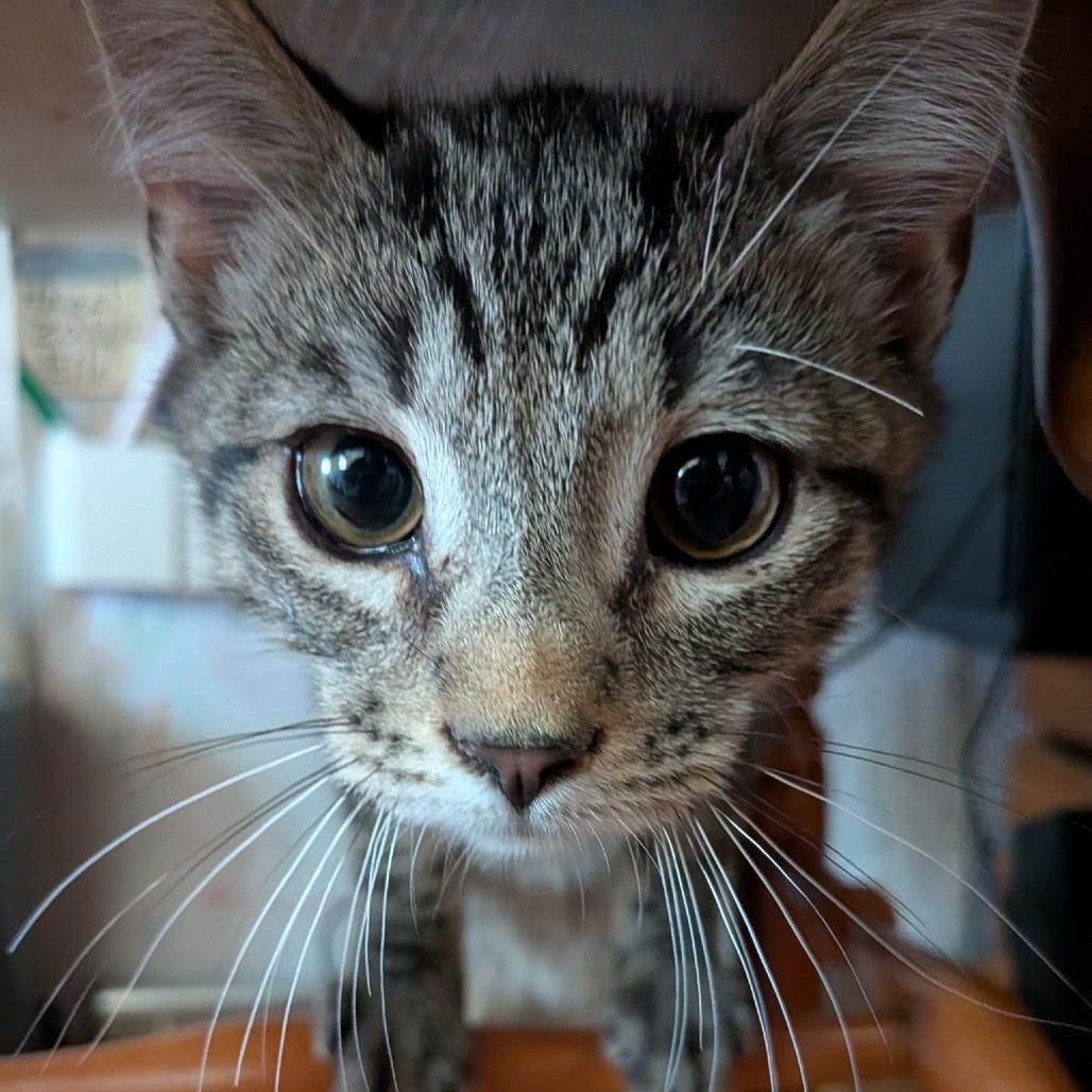 Sugar, a Adoptable Domestic Short Hair in Cathlamet, WA image 5/5