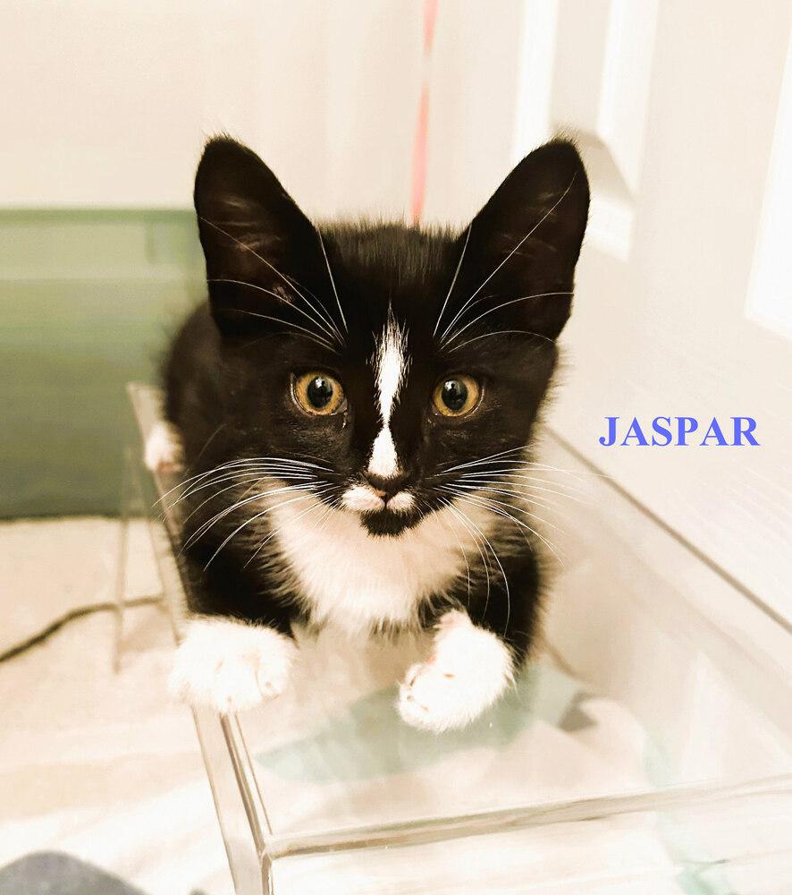 Jaspar "Loves to Play", Adoptable, Kitten Male Domestic Short Hair.