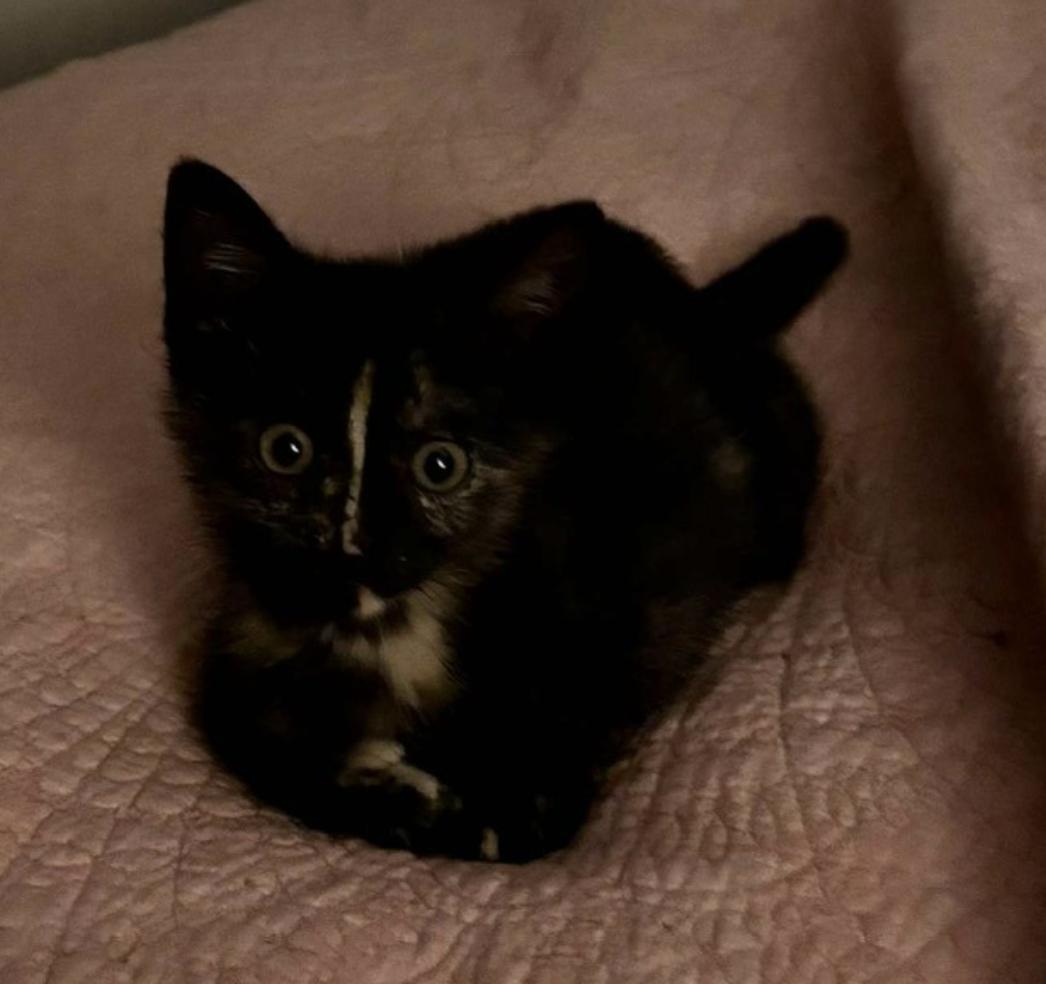 Enlarge Peppermint Patty, a Adoptable Tortoiseshell in Verdun, QC image 2/4