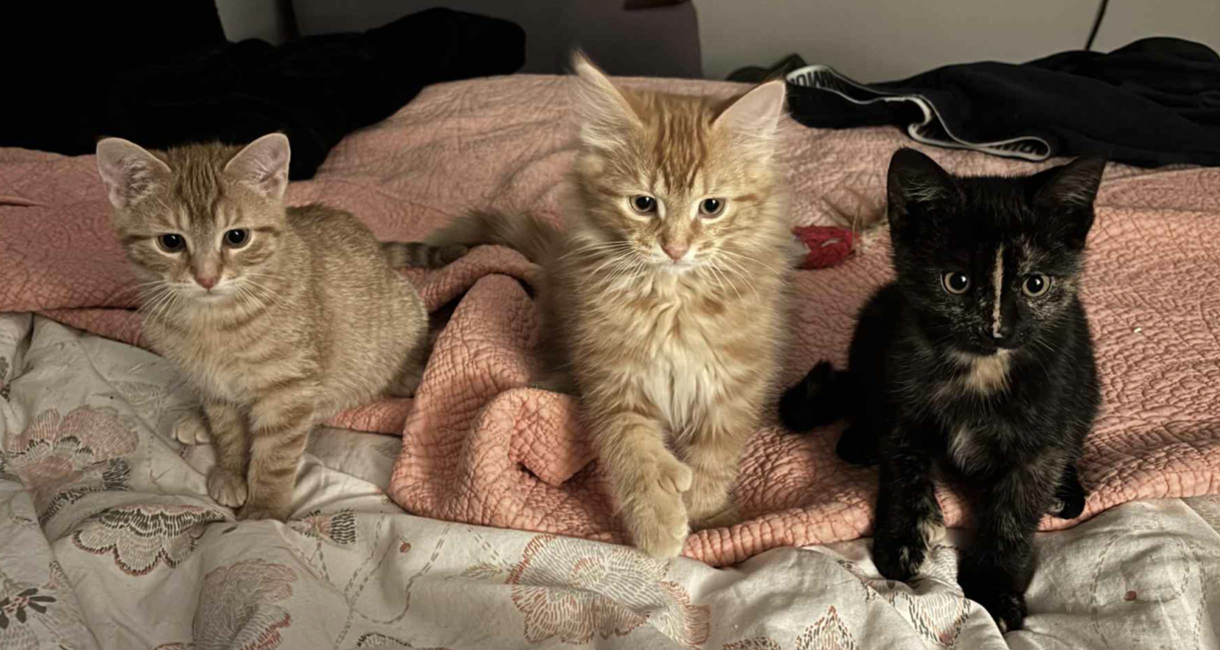 Enlarge Peppermint Patty, a Adoptable Tortoiseshell in Verdun, QC image 3/4