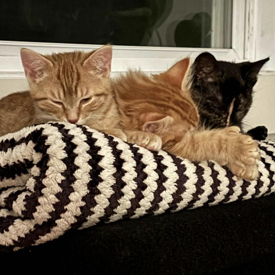 Enlarge Peppermint Patty, a Adoptable Tortoiseshell in Verdun, QC image 4/4